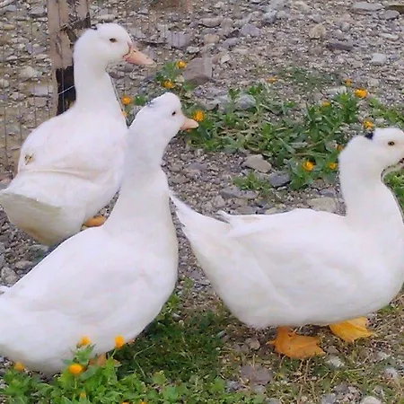 Feudo Gagliardi Alojamento de Turismo Rural Caulonia