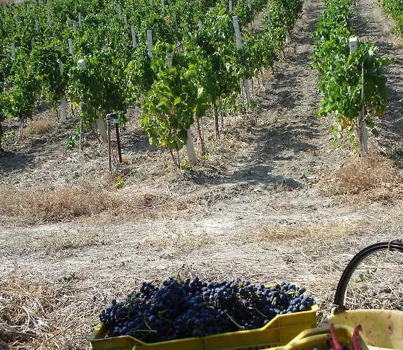 Farmház Feudo Gagliardi Caulonia